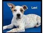 Adopt levi a White Australian Cattle Dog / Mixed Breed (Medium) / Mixed (short