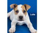 Adopt Luke a White Australian Cattle Dog / Mixed Breed (Medium) / Mixed (short
