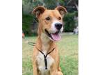 Adopt Clark a Brown/Chocolate Labrador Retriever / Mixed dog in San Antonio