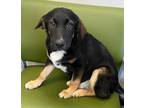 Adopt Zippy a Black Labrador Retriever / Mixed dog in Appleton, WI (41287379)