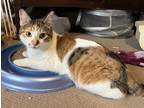 Adopt Harbour Purrz a White Domestic Shorthair / Domestic Shorthair / Mixed cat