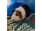 Adopt Archie a White Guinea Pig / Mixed (medium coat) small animal in