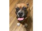 Adopt Mamba a Black - with Tan, Yellow or Fawn Boxer / Mixed dog in Corpus