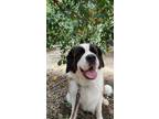 Adopt Love a Brown/Chocolate - with White St. Bernard / Mixed dog in Riverside