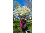 Adopt Shuri a Gray/Silver/Salt & Pepper - with White American Pit Bull Terrier /