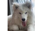 Adopt Gaia a White - with Tan, Yellow or Fawn Samoyed / Mixed dog in Suitland