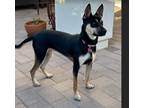 Adopt Maizy a Black - with Tan, Yellow or Fawn Husky / American Staffordshire