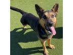 Adopt Jason a Black - with Tan, Yellow or Fawn German Shepherd Dog / Mixed dog