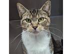 Adopt Wela a Brown Tabby Domestic Shorthair / Mixed cat in Wilmington