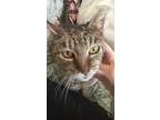 Adopt Lil Baby a Brown Tabby Domestic Shorthair / Mixed (short coat) cat in