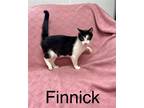 Adopt finnick a Black & White or Tuxedo Domestic Shorthair / Mixed (short coat)
