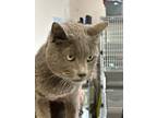 Adopt Hudson a Domestic Shorthair / Mixed cat in Paris, KY (41292576)