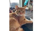Adopt Newt a Orange or Red Domestic Shorthair / Mixed (short coat) cat in White