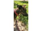 Adopt Sergeant Puppers a Brindle Mixed Breed (Medium) / Mixed dog in Reidsville