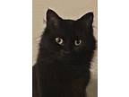 Adopt Boo a All Black Domestic Longhair / Mixed (long coat) cat in Swansea