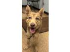 Adopt Des a Brown/Chocolate Shepherd (Unknown Type) / Mixed dog in Madera