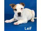 Adopt Leif a White Australian Cattle Dog / Mixed dog in Port Allen