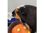 Adopt Hamlet a Blonde Guinea Pig / Guinea Pig / Mixed (short coat) small animal