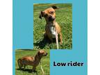 Adopt Lowrider a Brown/Chocolate Dachshund / Chiweenie / Mixed dog in