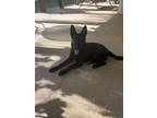 Adopt Anakin a Black German Shepherd Dog / Mixed dog in Murrieta, CA (36478600)