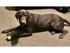 Adopt Willie a Brown/Chocolate Labrador Retriever / Mixed dog in New Market