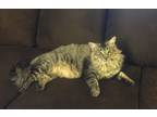 Adopt Lynk a Tortoiseshell Maine Coon / Mixed (long coat) cat in Las Vegas