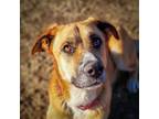 Adopt Teto a Red/Golden/Orange/Chestnut Shepherd (Unknown Type) / Mixed dog in
