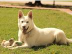 Adopt Bolt a White German Shepherd Dog / Husky / Mixed dog in Abilene