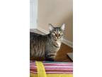 Adopt Clove a Brown Tabby Domestic Shorthair / Mixed (short coat) cat in