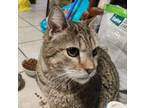 Adopt Gibson a Brown Tabby Tabby / Mixed (medium coat) cat in Tucson