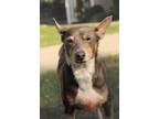 Adopt Teddy a Gray/Blue/Silver/Salt & Pepper Rat Terrier / Mixed dog in Oakland