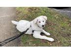 Adopt Bobby a White Great Pyrenees / Mixed dog in Maple Ridge, BC (41292263)