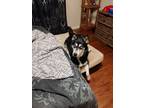 Adopt BLU a Black - with White Husky / Mixed dog in San Antonio, TX (41063184)