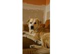 Adopt Todd a White - with Red, Golden, Orange or Chestnut Golden Retriever /