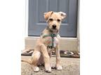 Adopt Nelly a Tan/Yellow/Fawn - with White Labrador Retriever / Terrier (Unknown