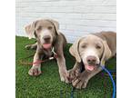 Adopt PIPER & BLUE (SIBLINGS) a Gray/Silver/Salt & Pepper - with Black Labrador