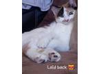 Adopt Callie a Calico or Dilute Calico Calico (medium coat) cat in Oklahoma