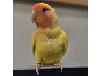 Adopt Tweetie a Lovebird bird in Elizabeth, CO (41184003)