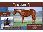 Boxcar~Safe,Handy Broke All Around Ranch/Family/Trail Quarter Horse Gelding