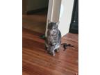 Adopt Ezekiel a Gray or Blue Tabby / Mixed (short coat) cat in Hartford