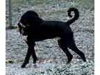 Adopt Skipper a Black Labrador Retriever / Mixed dog in Leander, TX (41292197)