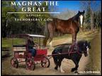 Meet Magnas Black Gypsian Gelding - Available on [url removed]