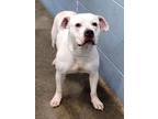 Adopt Mitzi (HW-) a White American Pit Bull Terrier / Mixed dog in Owensboro
