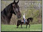 Meet Blackjack Black Tennessee Walking Gelding - Available on [url removed]