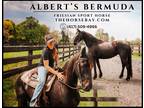 Meet Burmuda Black Registered Friesian Sport Horse - Available on