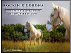 Meet Corona Registered Mountain Pleasure Gelding - Available on