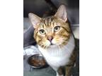 Adopt Zen a Brown or Chocolate Domestic Shorthair / Domestic Shorthair / Mixed