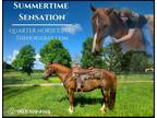 Meet Summer Sorrel Quarter Horse X Gelding - Available on [url removed]