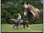 Meet Frog Chocolate Rocky Mountain Gelding - Available on [url removed]
