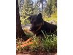 Adopt Drexel a Black - with Tan, Yellow or Fawn German Shepherd Dog / Mixed dog